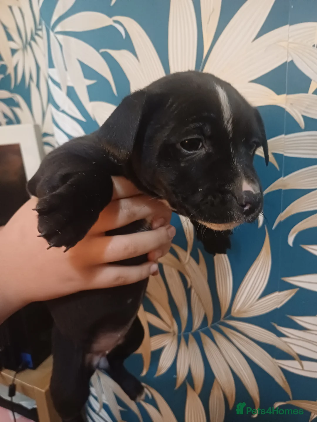 Mixed Breed dogs for sale: Staffordshire Bull Terrier quarter Jack Russell  - Advert 3