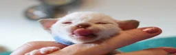 Devon Rex cats for sale: Devon rex kittens FIFE registered/spayed in Rainham - Advert 16