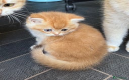 British Shorthair cats for sale: GCCF BSH Last Chocolate Golden Female Kitten Left - Image 27
