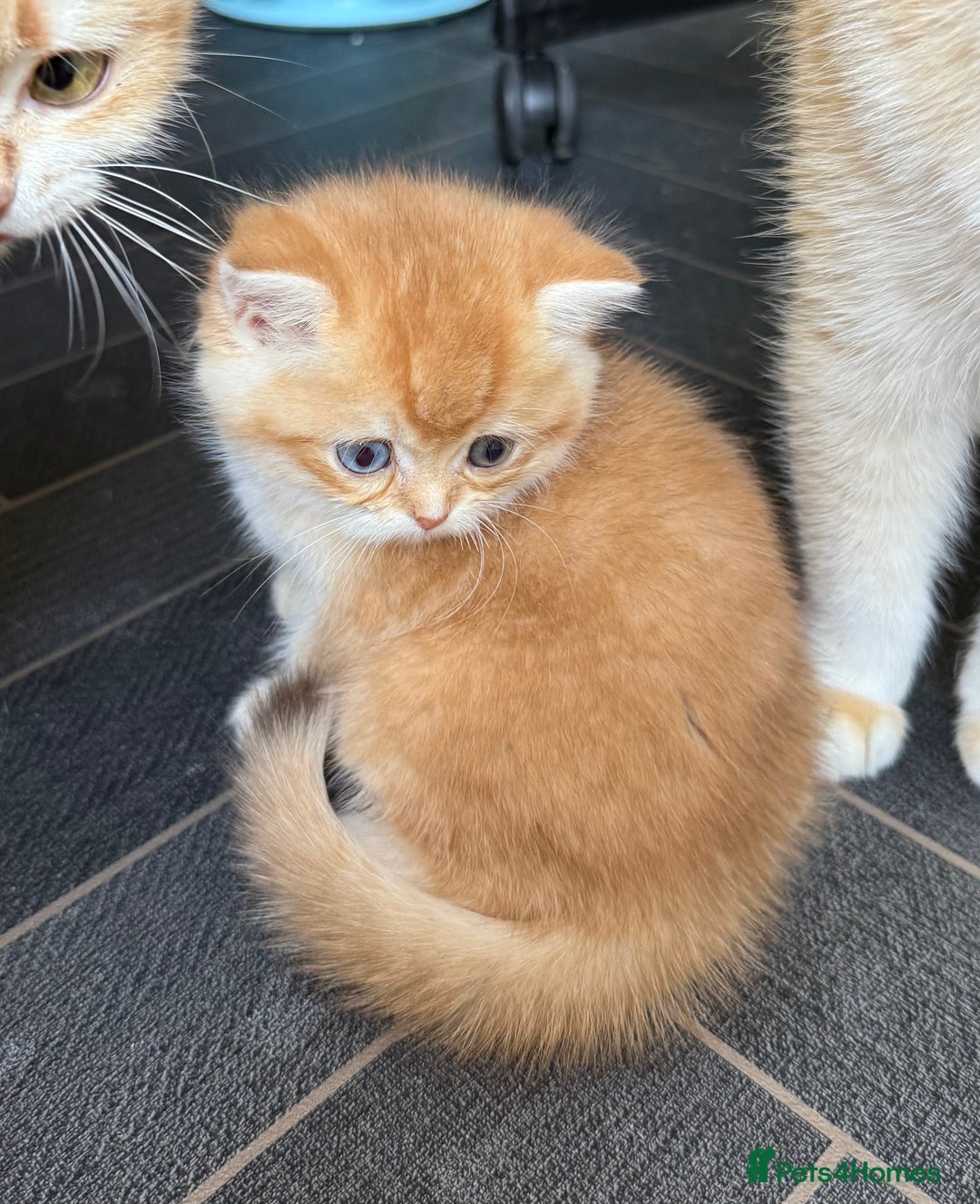 British Shorthair cats for sale: GCCF BSH Last Chocolate Golden Female Kitten Left - Image 27
