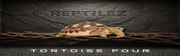 Tortoise reptiles for sale: TORTOISES - Advert 5