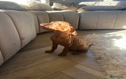 Hungarian Vizsla dogs for sale: 🐾KC Registered Hungarian Vizsla puppies🐾 - Image 1