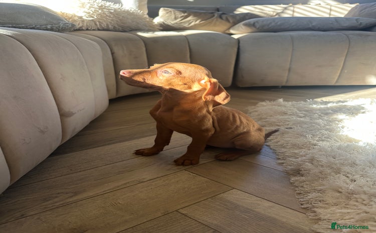 Hungarian Vizsla dogs - Advert 10