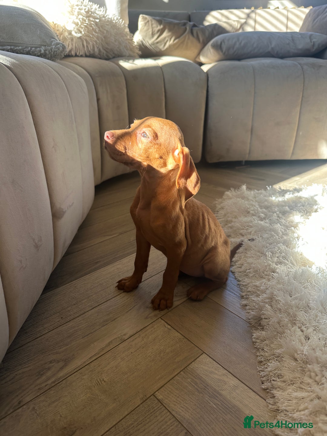 Hungarian Vizsla dogs for sale: 🐾KC Registered Hungarian Vizsla puppies🐾 - Image 1