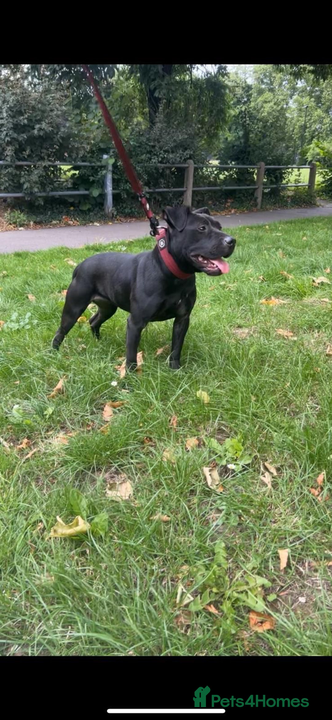 Staffordshire Bull Terrier dogs for sale: Stunning Staffordshire bull terrier puppy - Advert 13