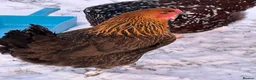 Chickens poultry for sale: RARE SHETLAND POULTRY in Wisbech - Advert 4