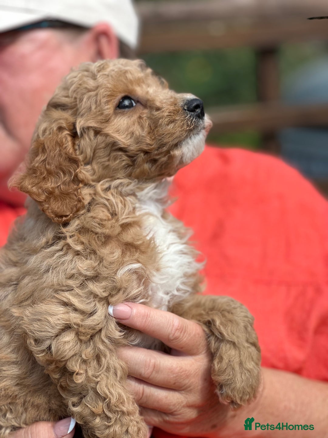Cavapoo dogs for sale: ⭐️ READY TO FIND THEIR NEW FAMILY NOW⭐️ - Image 6