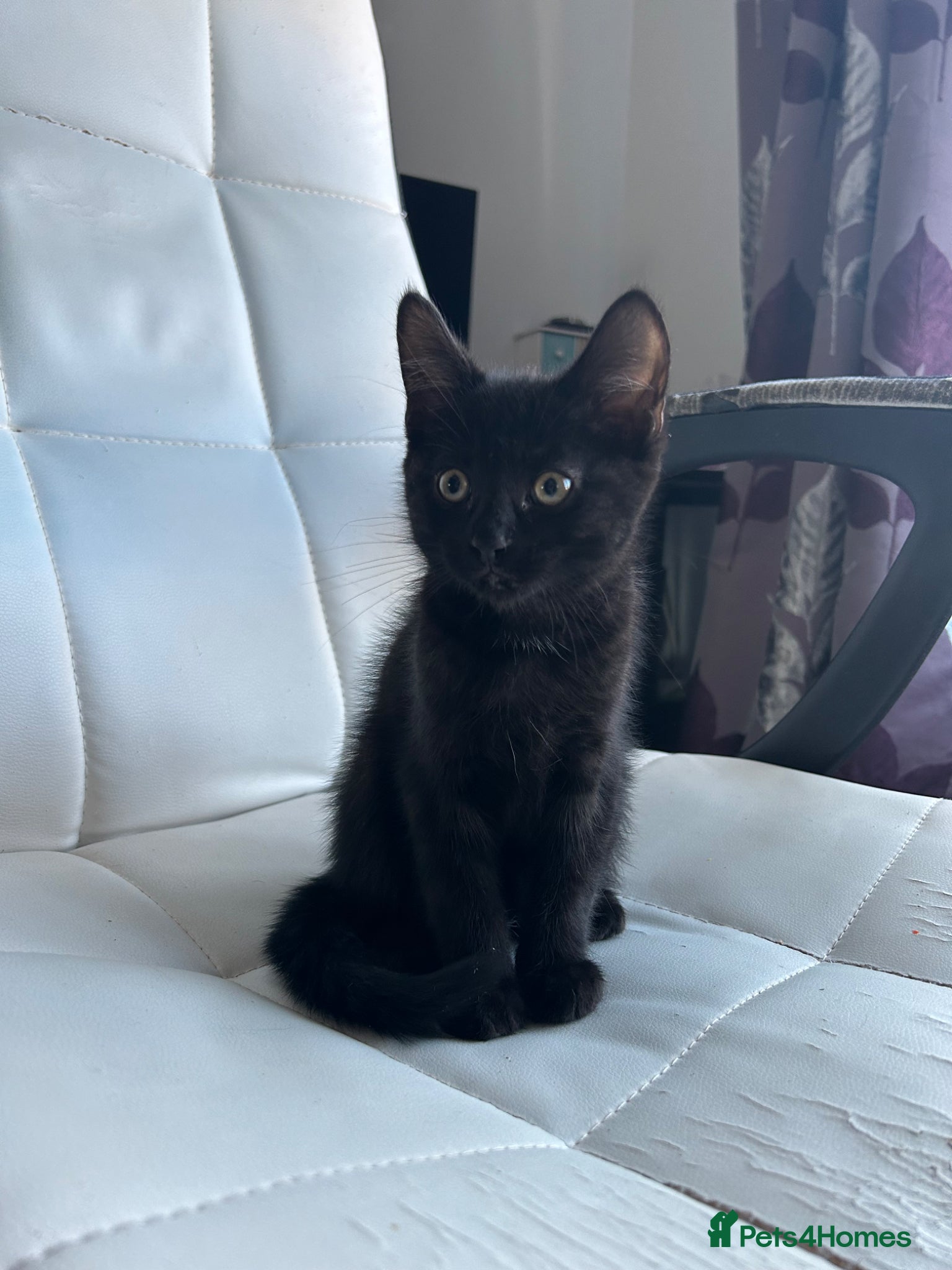 Mixed Breed cats Amazing sweet kittens - Advert 1