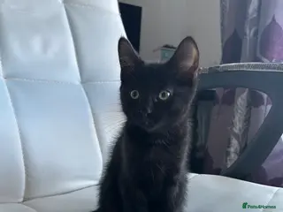 Mixed Breed cats Amazing sweet kittens - Advert 1