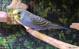 Budgerigars birds for sale: Yellow Lutino budgies. - Image 2