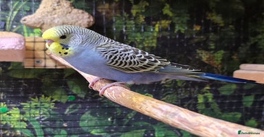 Budgerigars birds - Advert 16