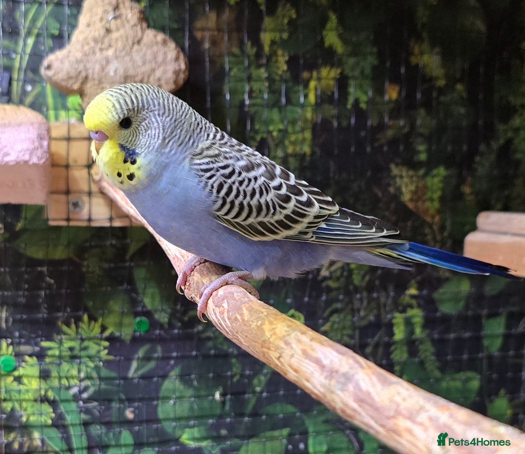 Budgerigars birds for sale: Yellow Lutino budgies. - Image 2