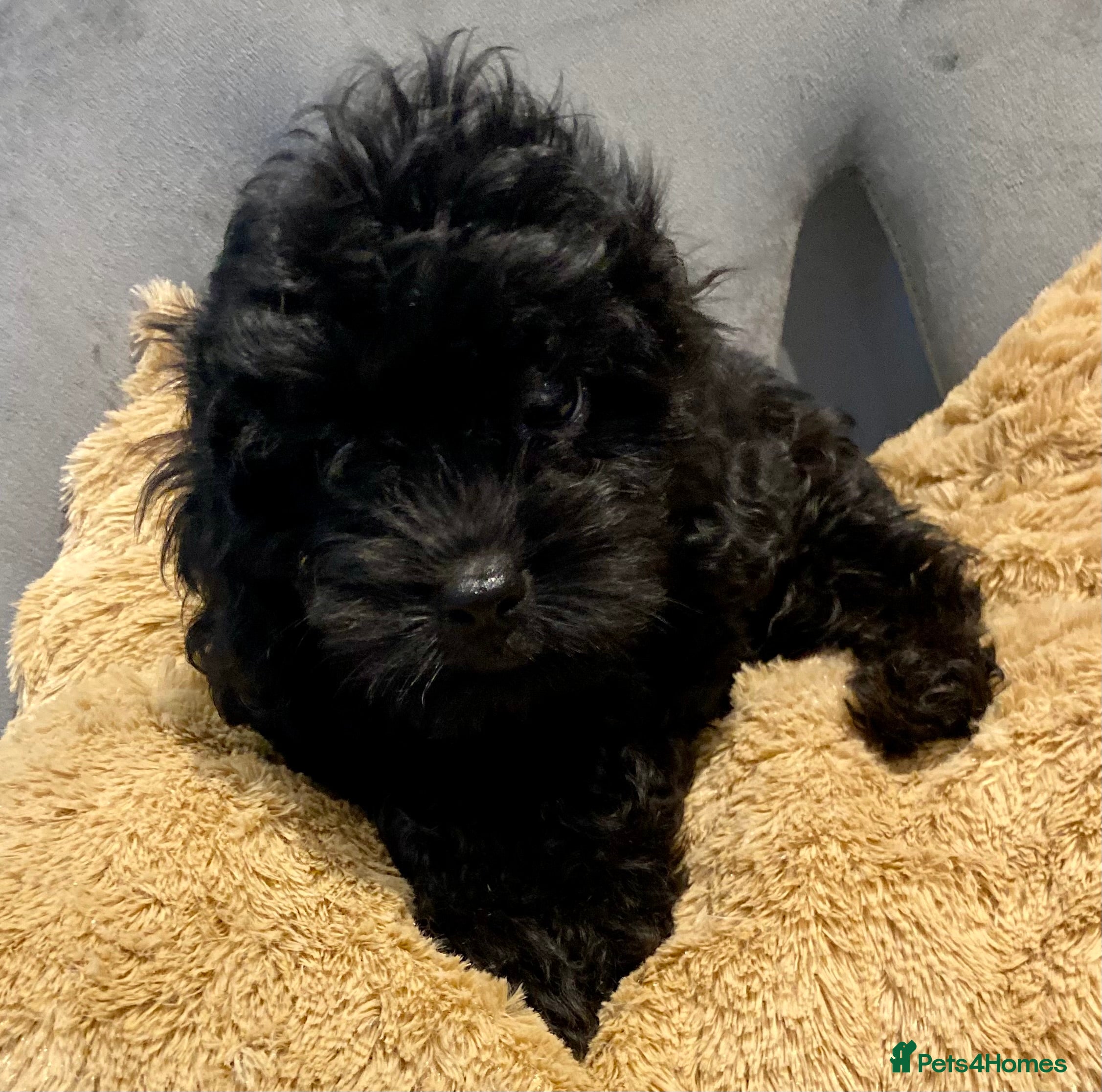 Cavapoo dogs F1 Toy Cavapoo puppies  - Advert 2