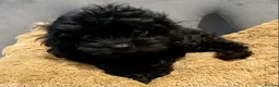 Cavapoo dogs for sale: F1 Toy Cavapoo puppies  - Advert 2