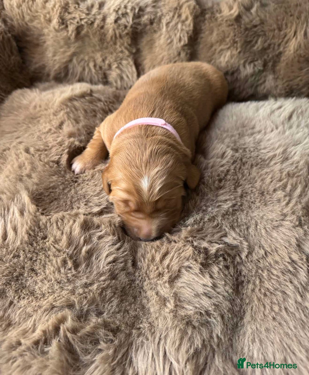 Golden Retriever dogs for sale: Golden retriever puppies  - Advert 16