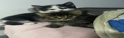 British Longhair cats for sale: 5 fluffy kittens - Advert 20