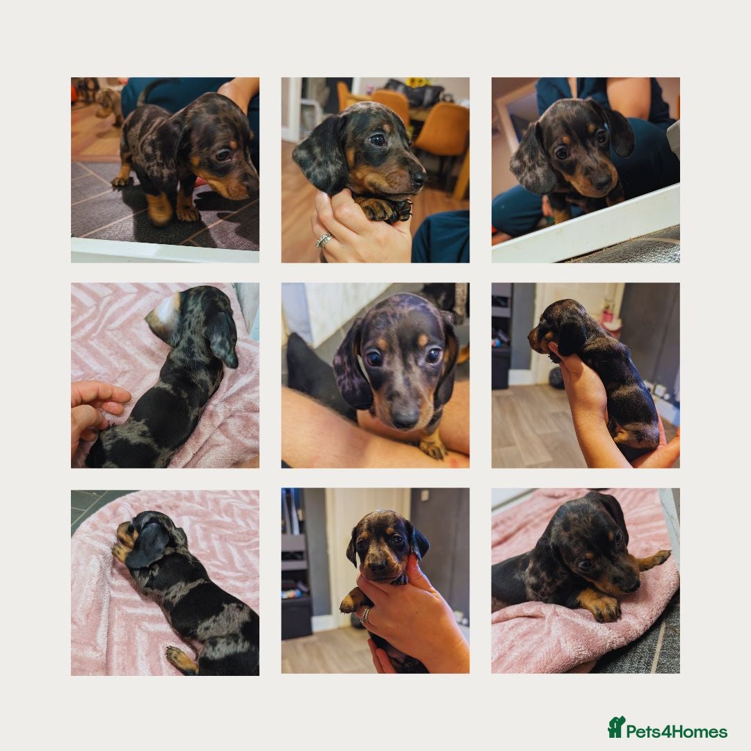 Miniature Dachshund dogs Two gorgeous dapple male miniature dachshunds - Advert 13