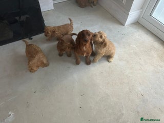 Cockapoo dogs Cockapoo puppies F1 - Advert 1