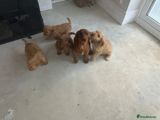 Cockapoo dogs Cockapoo puppies F1 - Advert 1