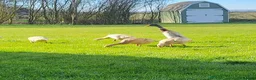 Ducks poultry for sale: Female Indian Runner Ducks - 14 Week Old Teenagers - Advert 4