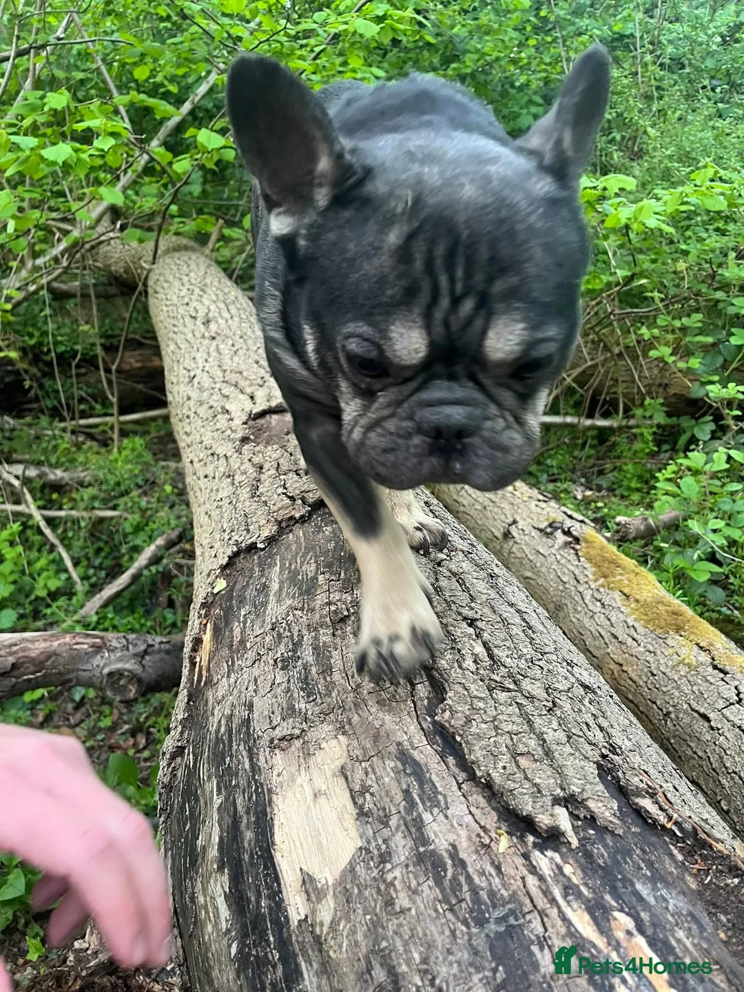 French Bulldog dogs for sale: Rex the frenchie in Nottingham - Advert 2