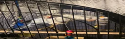 Parrots birds for sale: X2 quaker parrots monk parakeets  - Advert 3