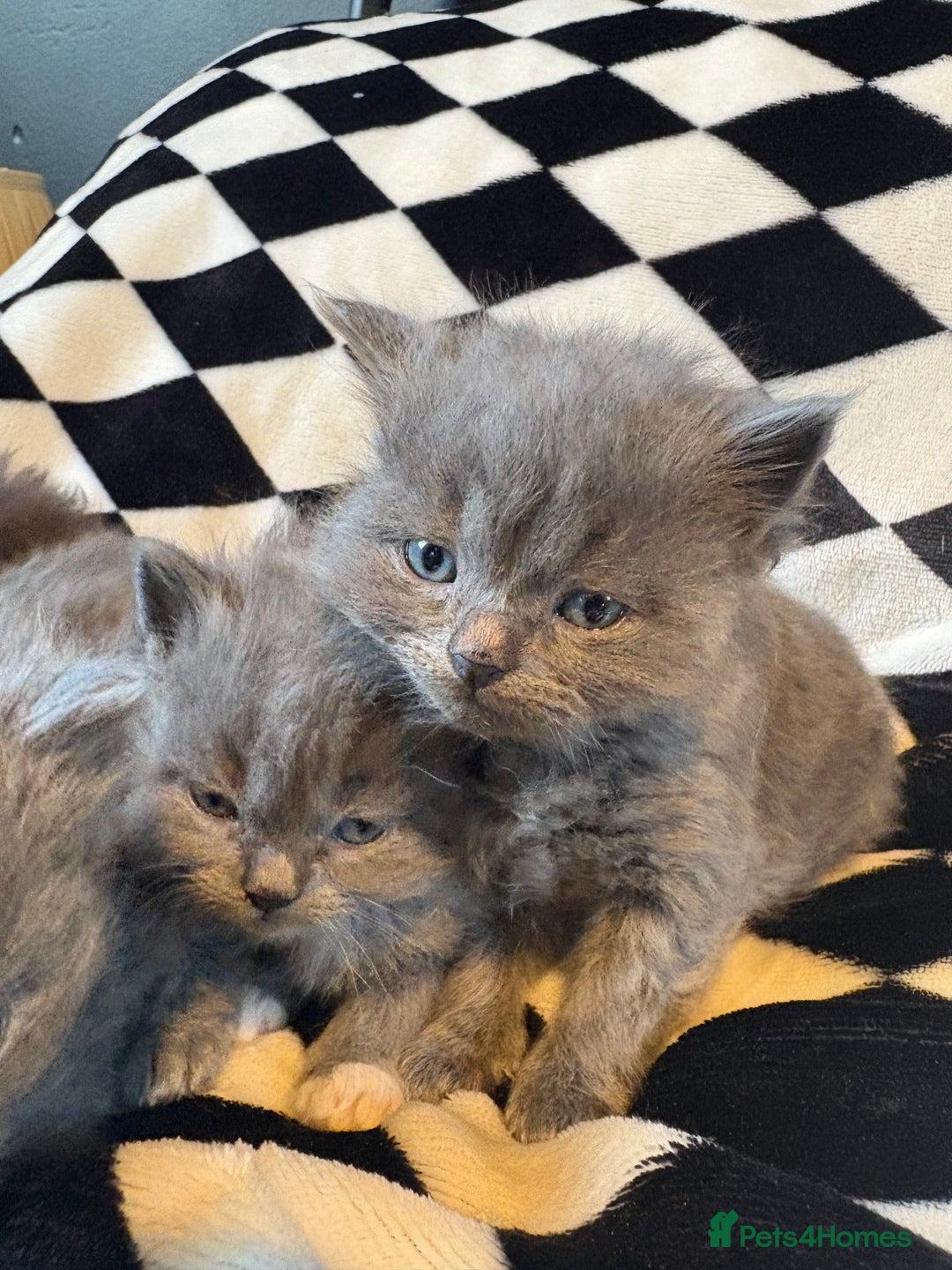 Persian cats for sale: Persian x ragdoll kittens  - Advert 3