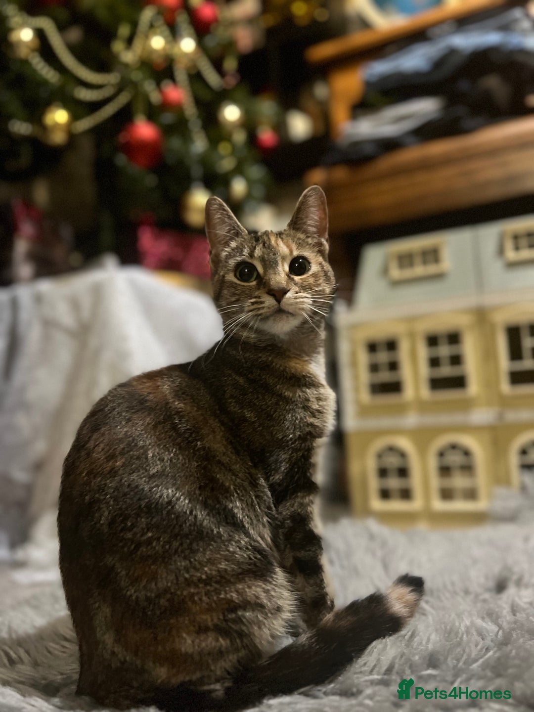 Domestic Shorthair cats for sale: Adorable domestic shorthair kittens, ready to go - Advert 2