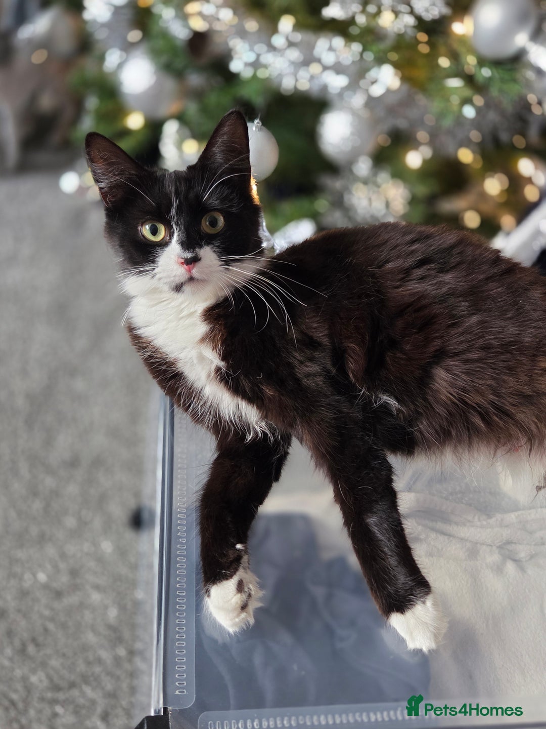 Domestic Shorthair cats for sale: Beautiful  kittens - Advert 7