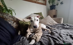 Mixed Breed dogs for sale: bull lurcher  - Image 1