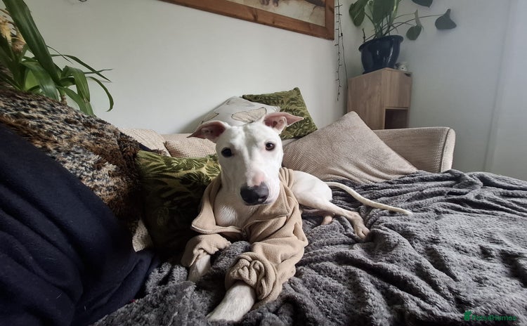 Mixed Breed dogs - Advert 16