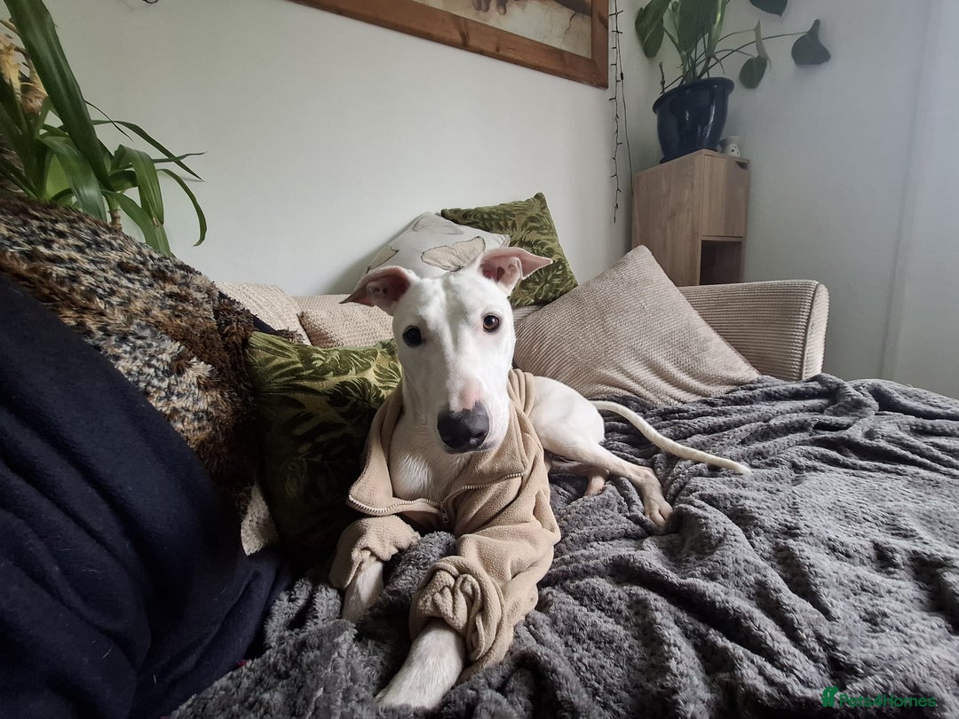 Mixed Breed dogs for sale: bull lurcher  - Image 1