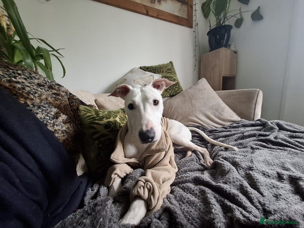 Mixed Breed dogs - Advert 10