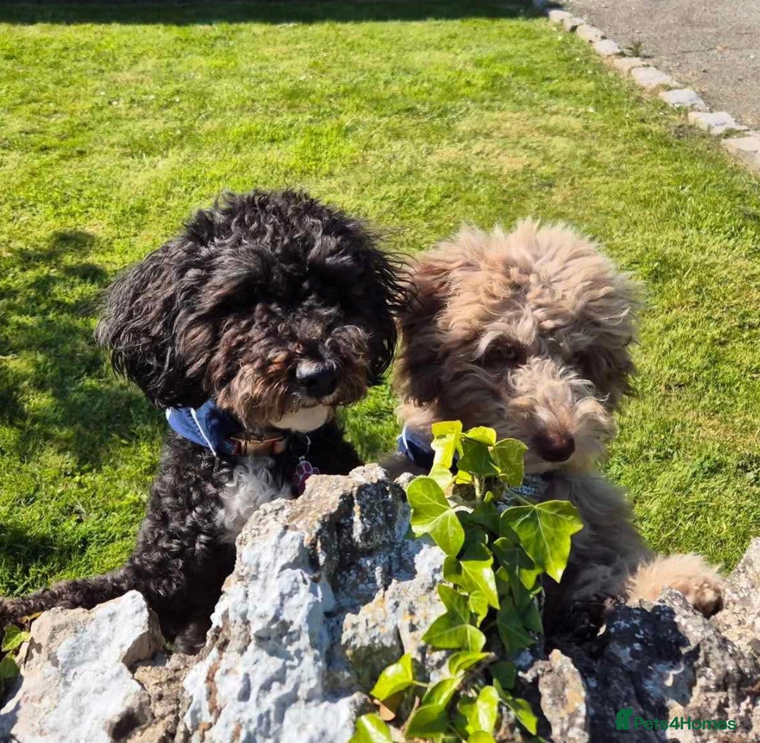 Bordoodle dogs for sale: F1 & F1b Bordoodle pups expected - Advert 25