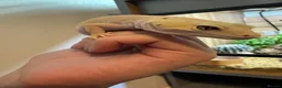 Leopard Gecko reptiles for sale: Two Leopard Geckos with Vivarium included in Chatham - Advert 4