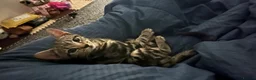 Bengal cats for sale: 13 week old lost and found kitten boy  in Cardiff - Advert 2