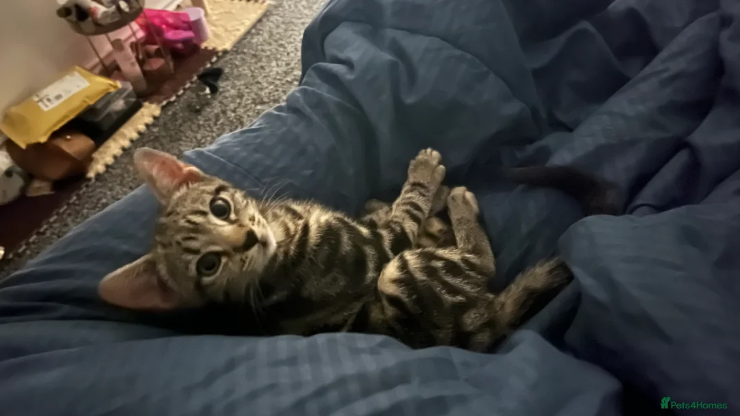 Bengal cats for sale: 13 week old lost and found kitten boy  in Cardiff - Advert 2
