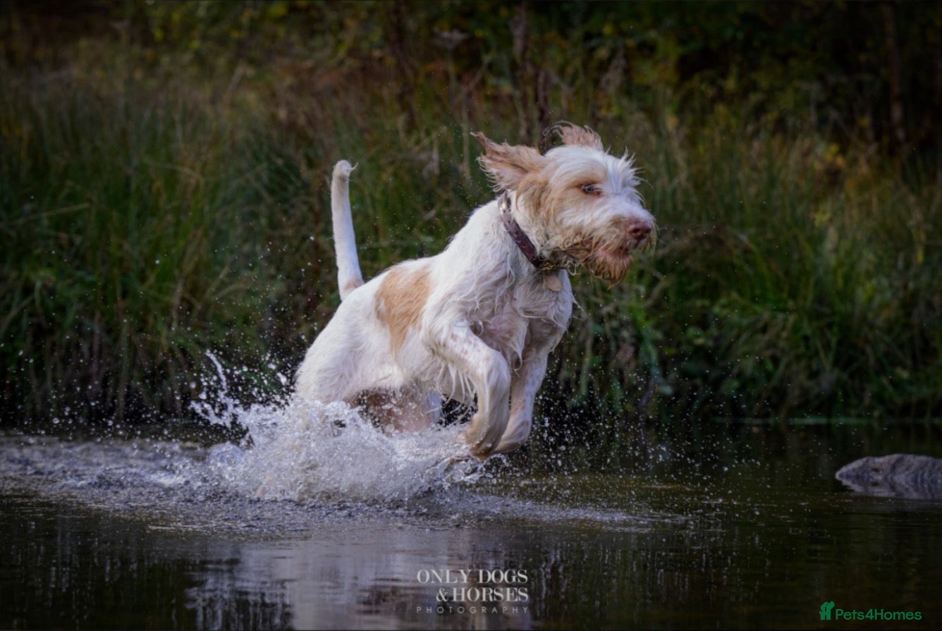 Italian Spinone dogs Beautiful Italian Spinone Puppies - Advert 2