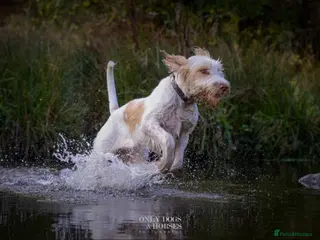 Italian Spinone dogs Beautiful Italian Spinone Puppies - Advert 2