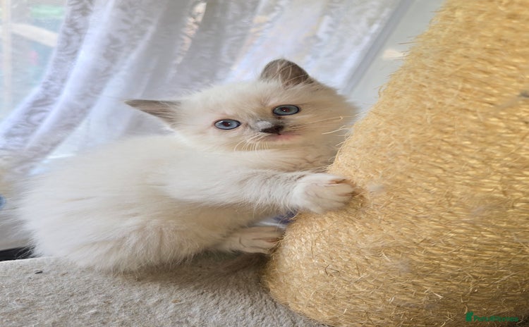 Ragdoll cats - Advert 5