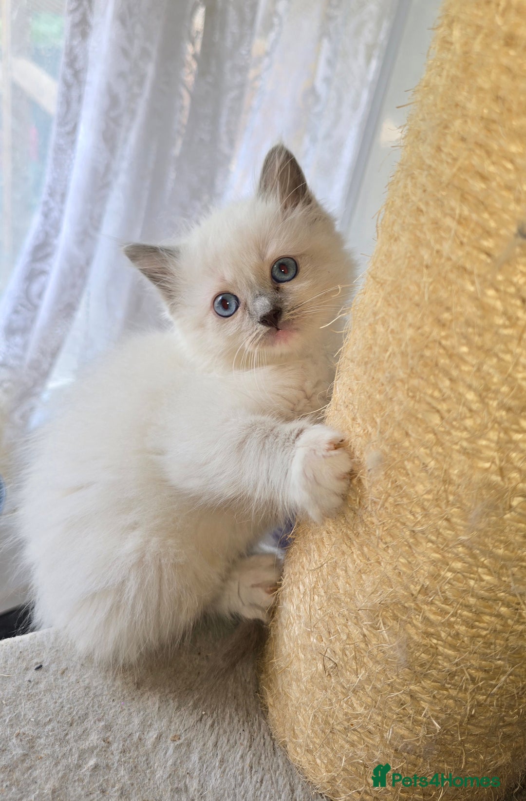 Ragdoll cats for sale: 3 beautiful girls left - Image 1