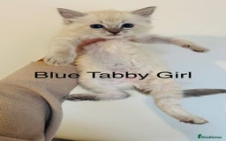Ragdoll cats for sale: LAST ONE! Pedigree Ragdoll Kittens - REDUCED  - Image 10