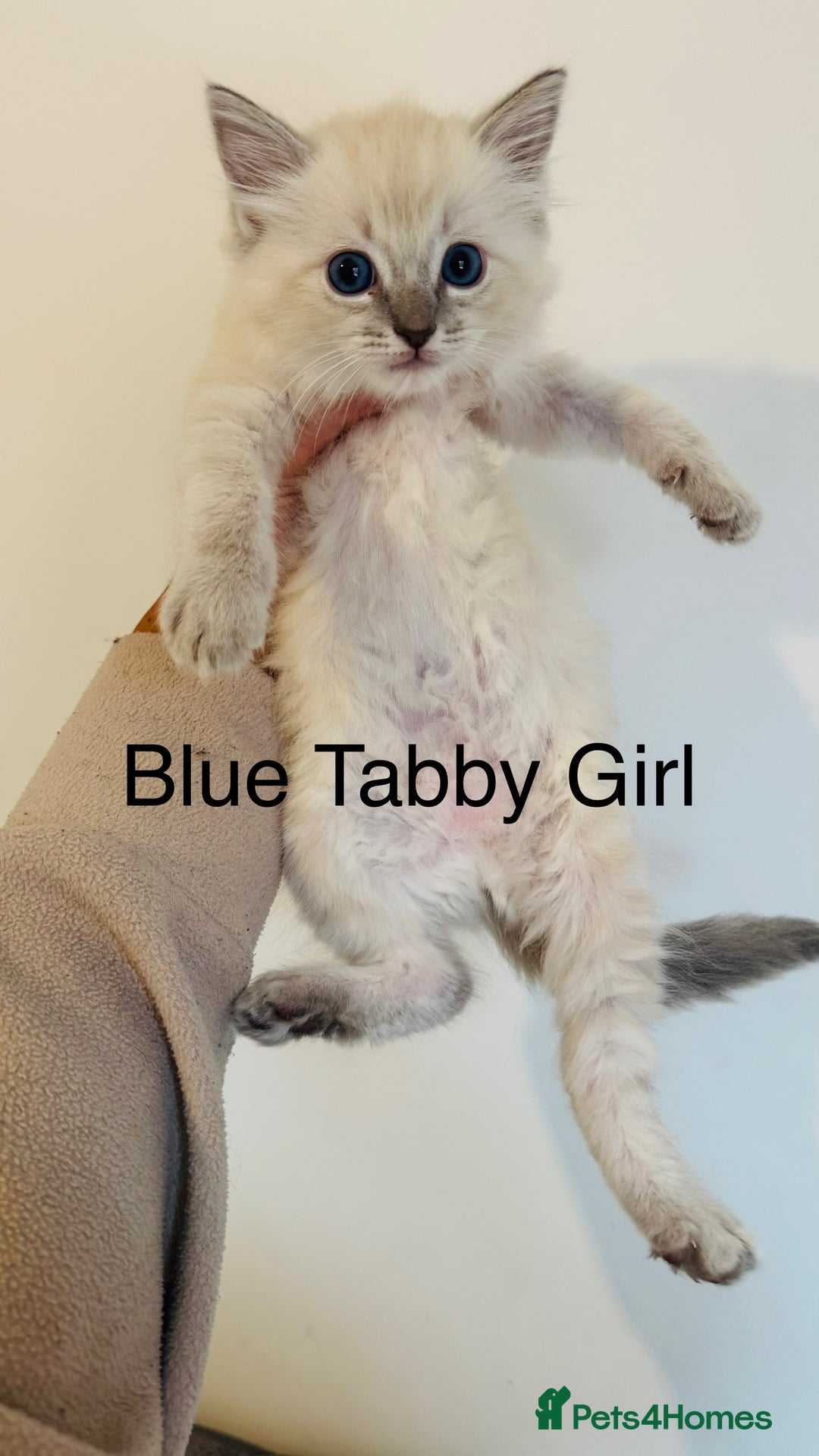 Ragdoll cats for sale: LAST ONE! Pedigree Ragdoll Kittens - REDUCED  - Image 10