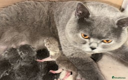British Shorthair cats for sale: Blue British Shorthair registered Full Pedigree  - Image 24