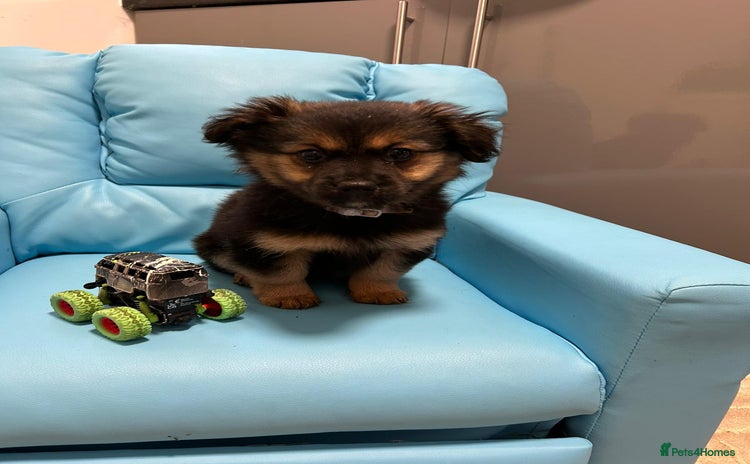 Pomeranian dogs EXCEPTIONAL LITTER of full pedigree poms  - Advert 9