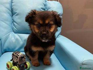 Pomeranian dogs EXCEPTIONAL LITTER of full pedigree poms - Advert 7