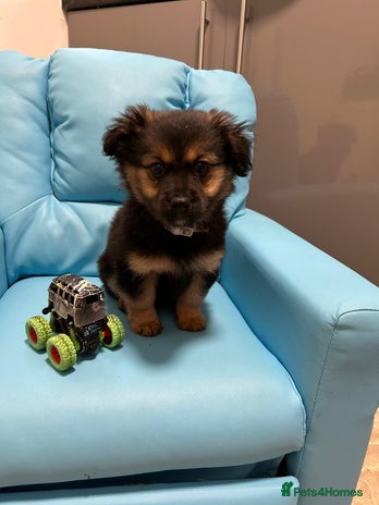 Pomeranian dogs EXCEPTIONAL LITTER of full pedigree poms - Advert 9