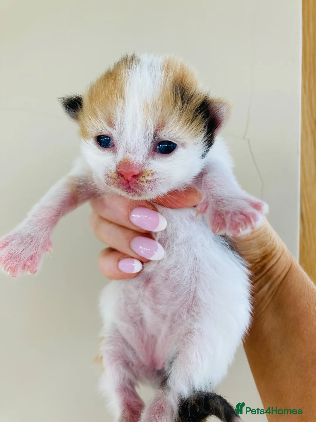 Mixed Breed cats for sale: Fluffy long hair kittens - Advert 2
