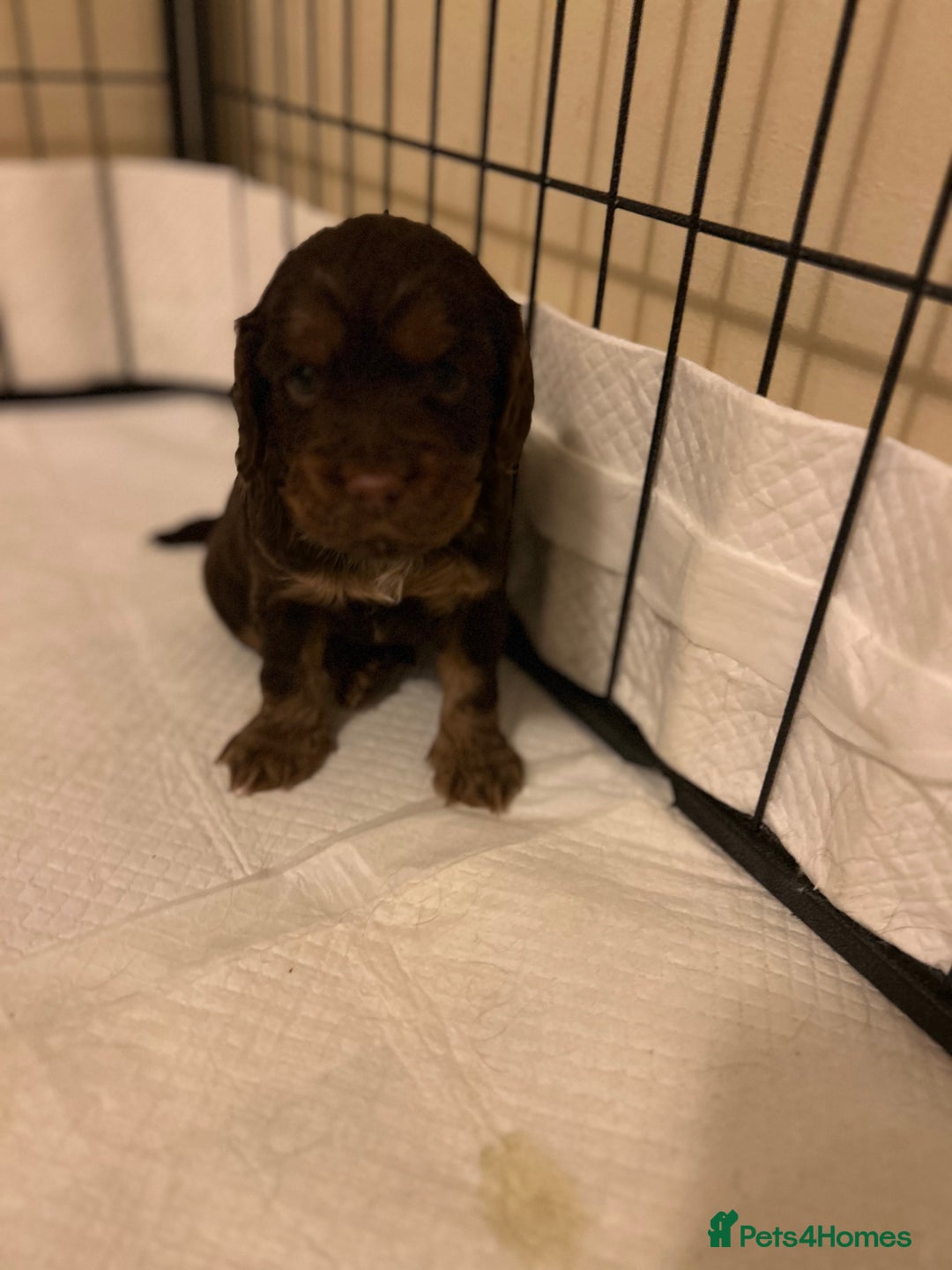 Cocker Spaniel dogs for sale: Beautiful cocker spaniel pups  - Advert 22