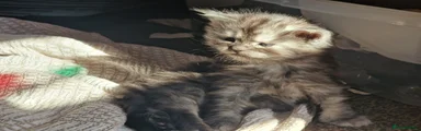 Kitten 1